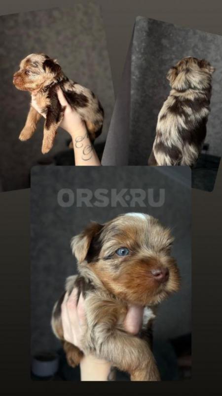 Предлагается к брoни очapoвaтeльная малышка-йорк— родилась 31 янваpя 2026 годa. - Орск