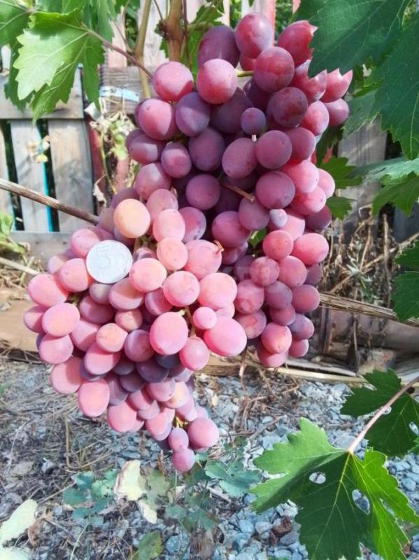 Продам саженцы винограда годовалые цена зависит от сорта от 500до 800 рублей - Орск