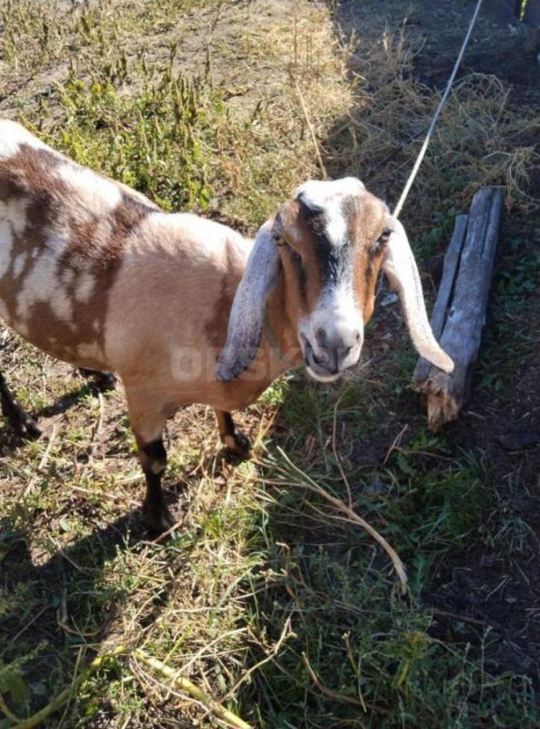 Козы Нубо-камори и нубийская  два и три  года  под покрытие. - Орск