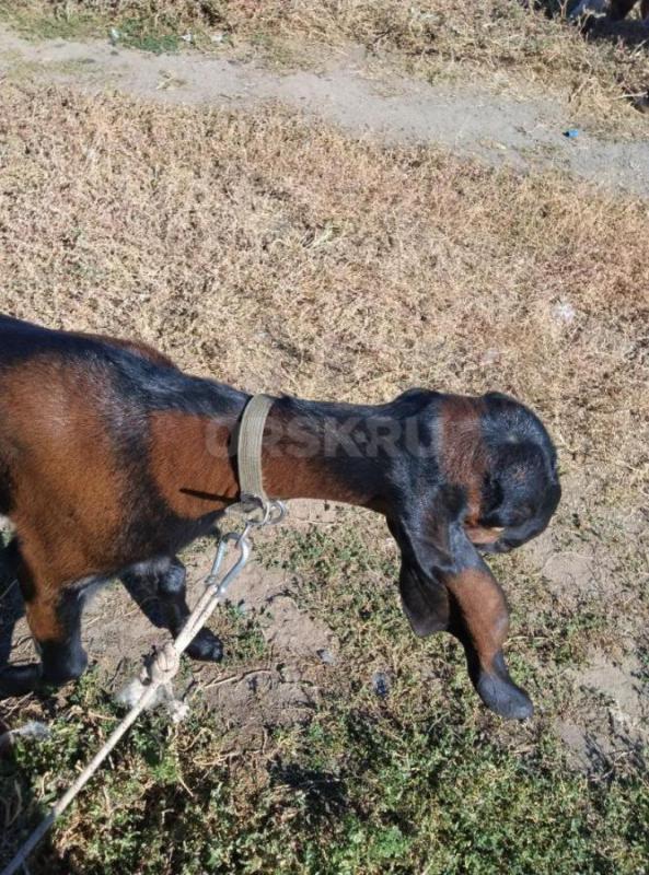 Козы Нубо-камори и нубийская  два и три  года  под покрытие. - Орск