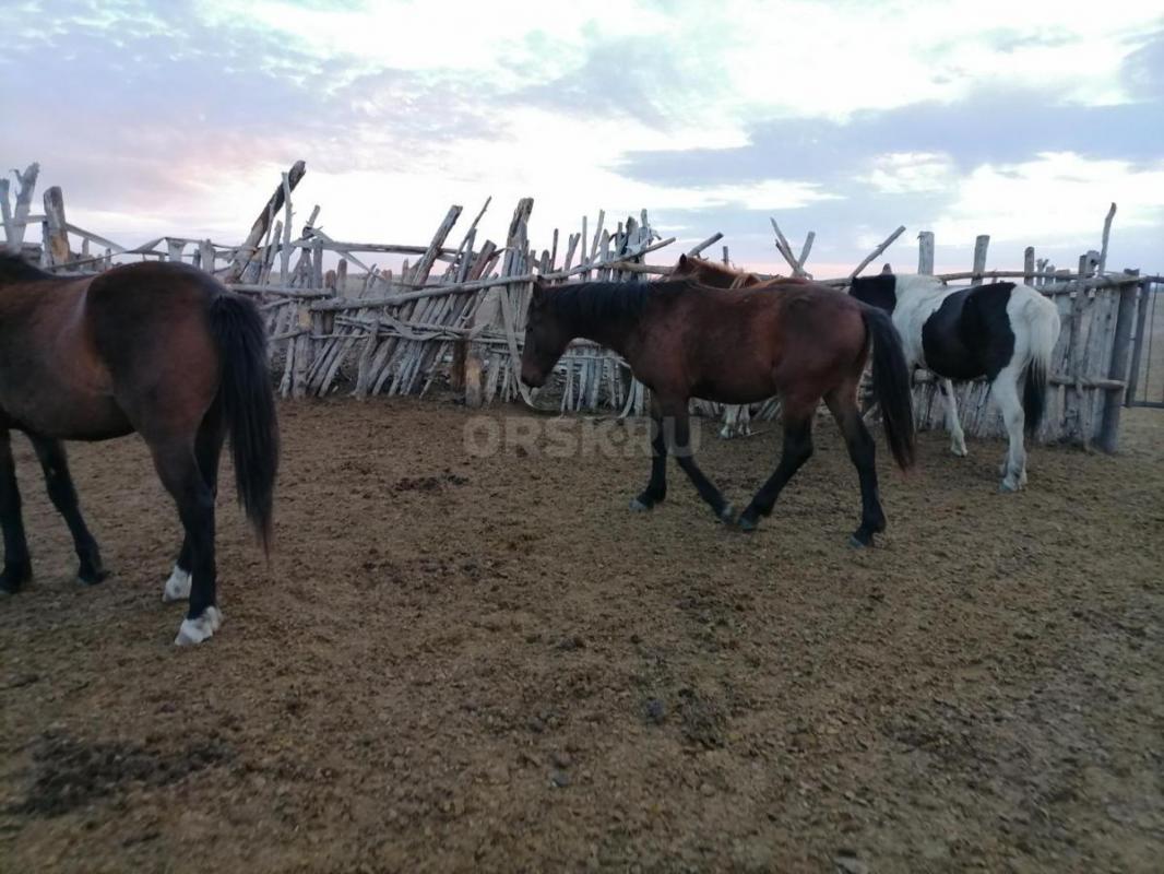 Продам! - Орск