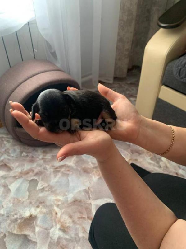 19 марта в продаже щенки тойчики ,девочки - Орск