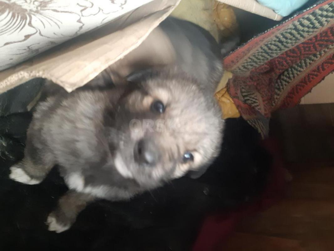 Щенки  второй месяц, мама средней величины, беспородная, - Орск