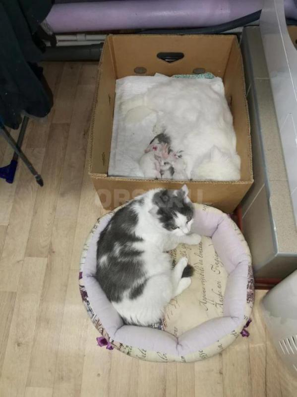 Отдам даром белых и бело-серых котят в добрые руки. - Кувандык