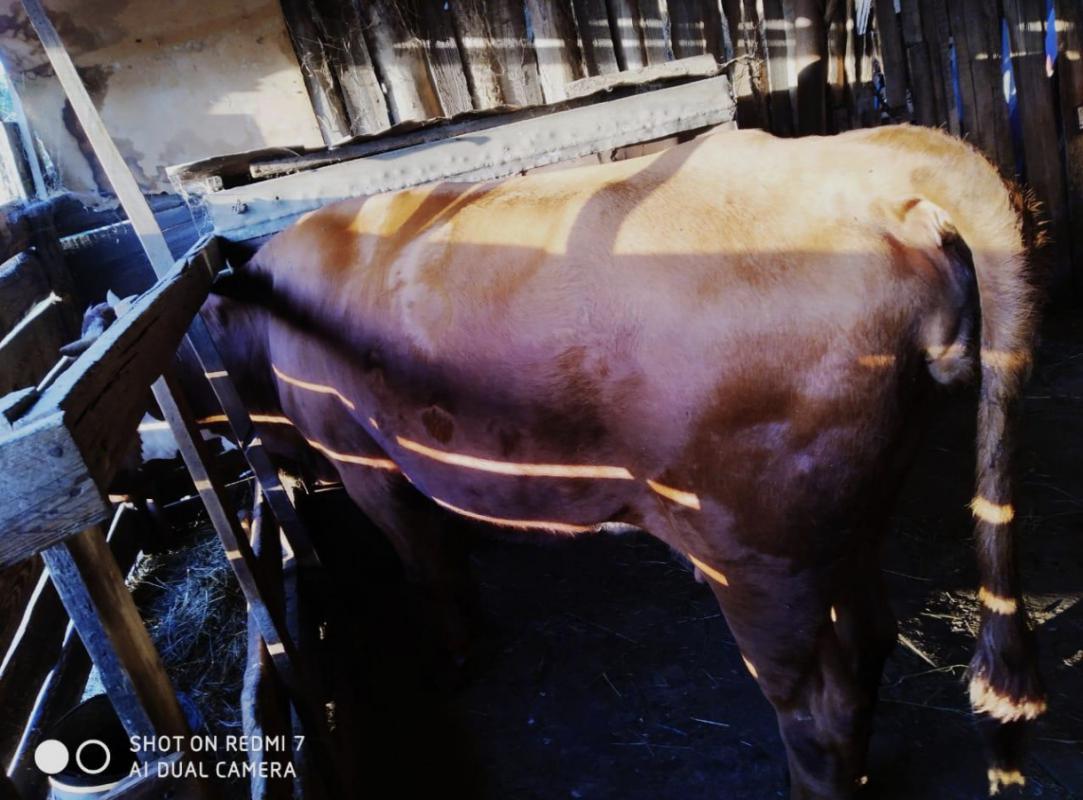 Продам корову стельную -третий отел. 120 000 Звонить 8905 886 16 02 или 8 3537 649400 - Новотроицк