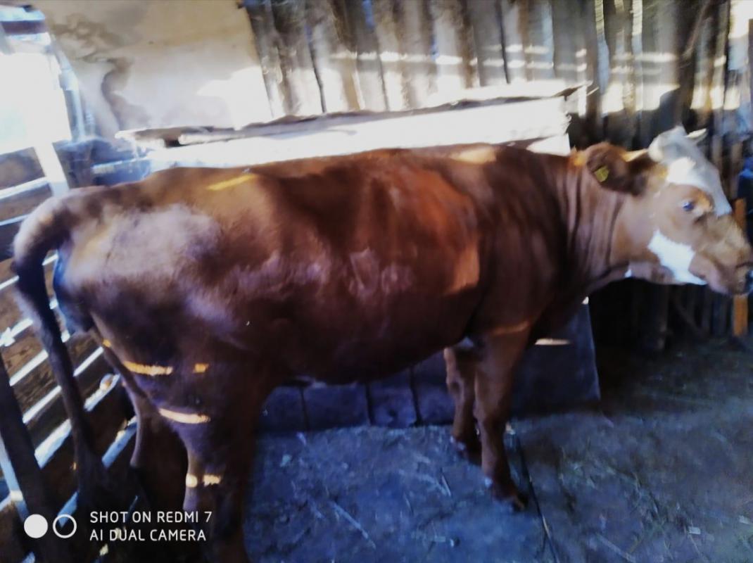 Продам корову стельную -третий отел. 120 000 Звонить 8905 886 16 02 или 8 3537 649400 - Новотроицк