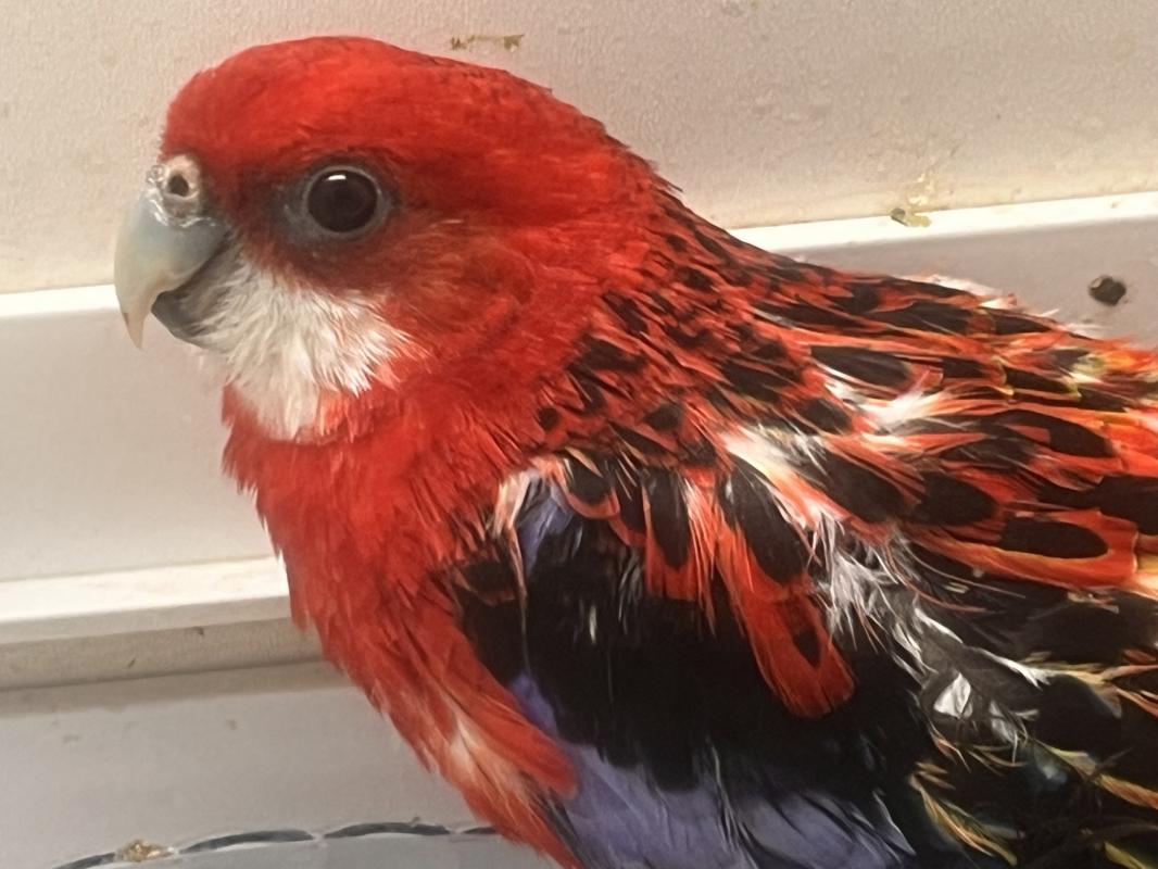 Попугаи Розелла красная - Гай