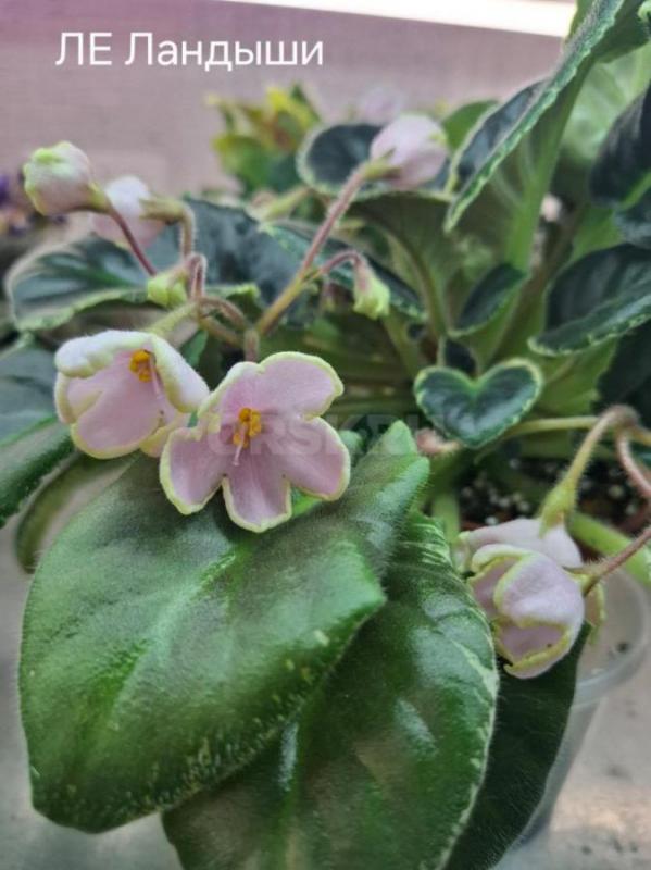 Продам детки и листовые черенки сортовых фиалок. - Орск