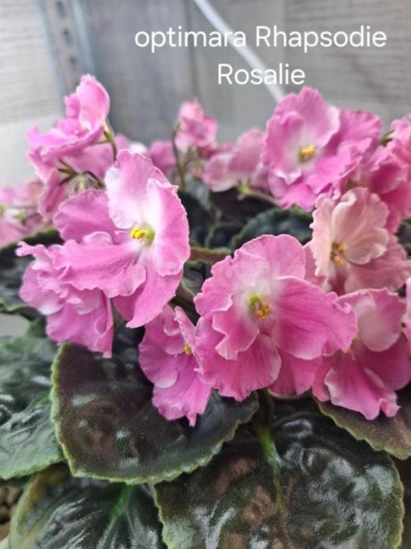 Продам детки и листовые черенки сортовых фиалок. - Орск