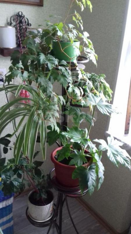 Продам комнатный цветок &amp;quot;Георгий победоносец&amp;quot;, &amp;quot;Девичий виног - Орск