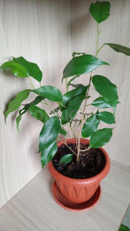 Продам излишки : гибискус розовый махровый ( образец цветения следующее фото)-250р, сингониум Макроф - Орск