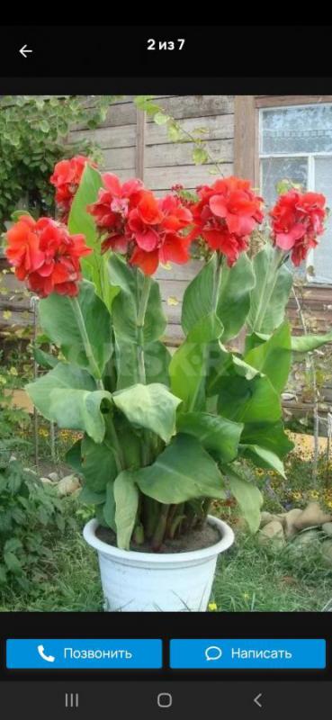 Продам саженцы красных цветов Канны,,очень красивые и крупные будут.. - Орск