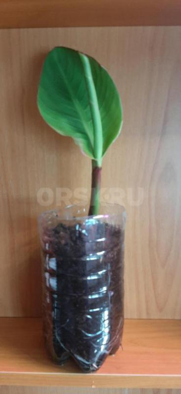 Продам саженцы красных цветов Канны,,очень красивые и крупные будут.. - Орск