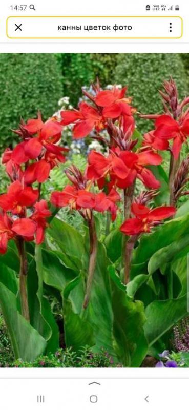Продам саженцы красных цветов Канны,,очень красивые и крупные будут.. - Орск