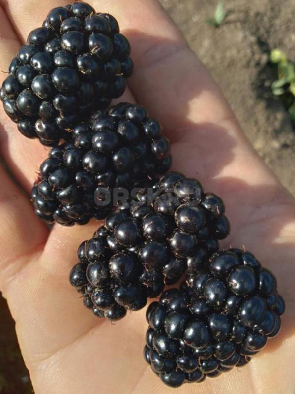 Предлагаем саженцы лучших сортов крупноплодной ежевики на весну 2026г. - Орск