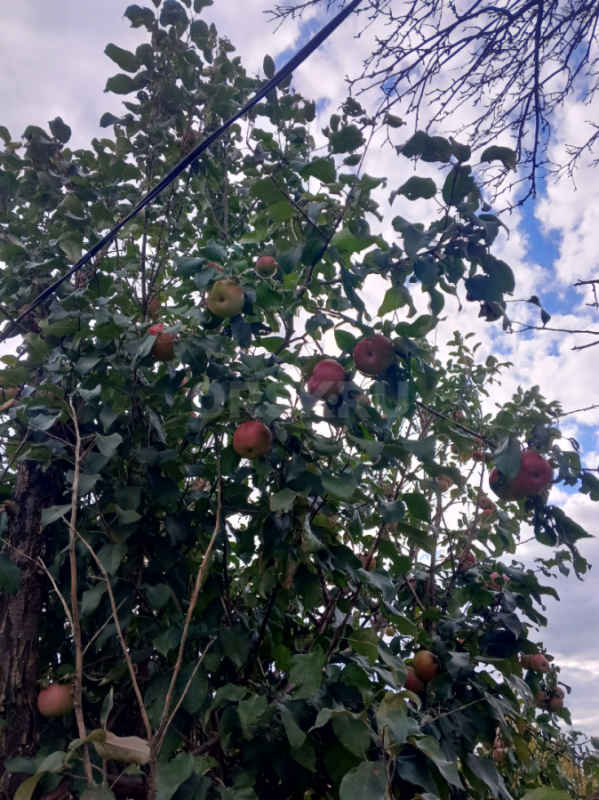 Продам садовый участок в обществе Урожай. - Орск