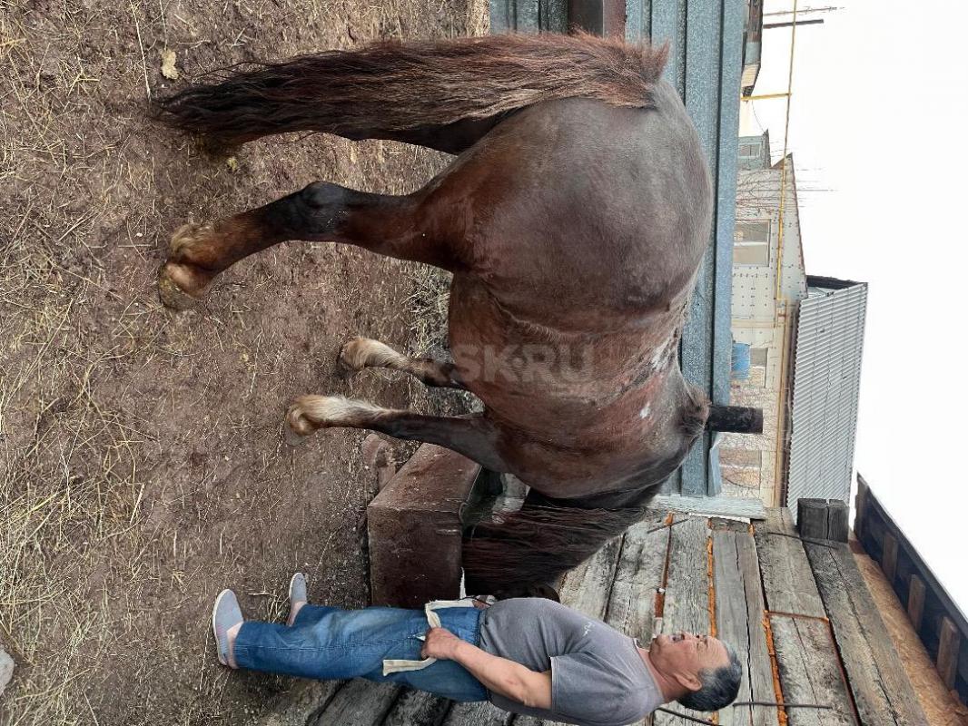 Продам лошадь , цена договорная. - Орск