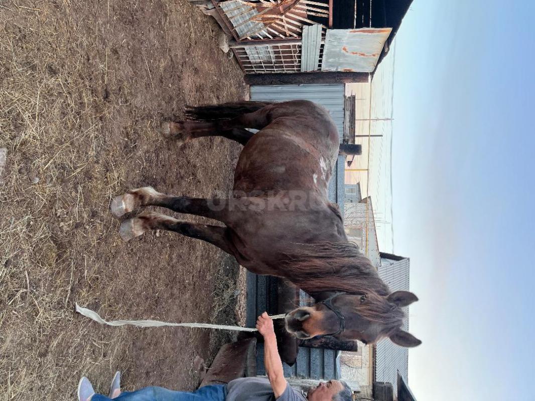 Продам лошадь , цена договорная. - Орск