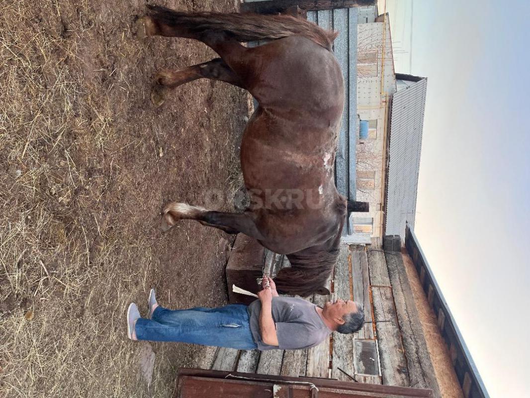 Продам лошадь , цена договорная. - Орск