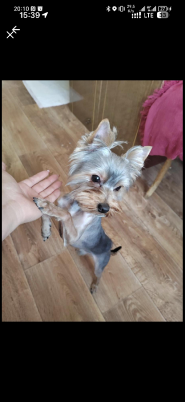 Пропал кабель йоркширского терьера, район Мостостроя, кличка Арчик. - Орск