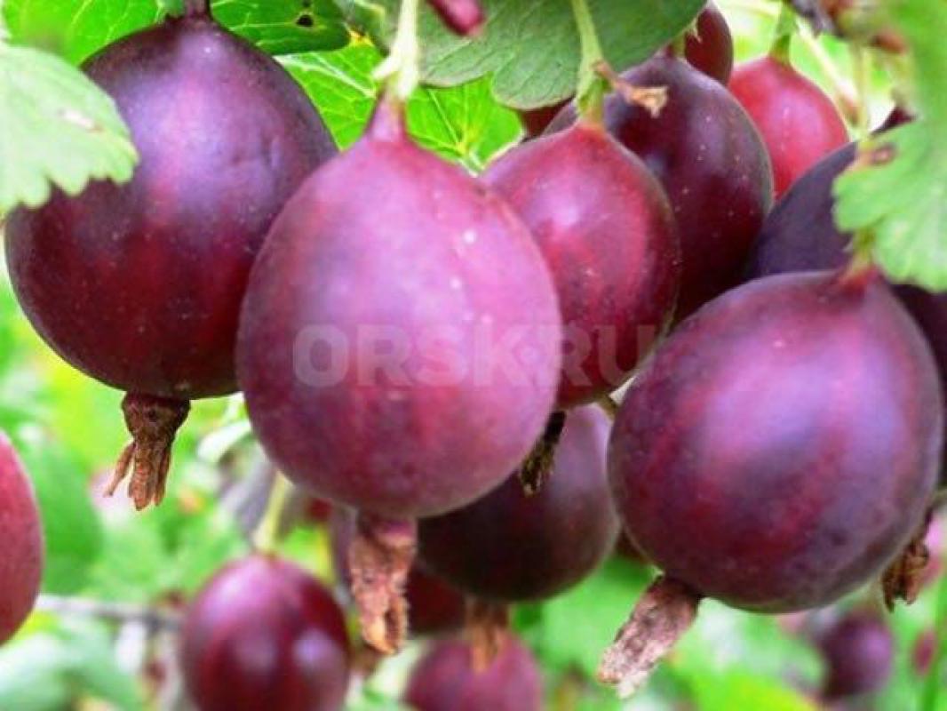 Саженцы Крыжовника бесшипного «Кооператор» - Орск