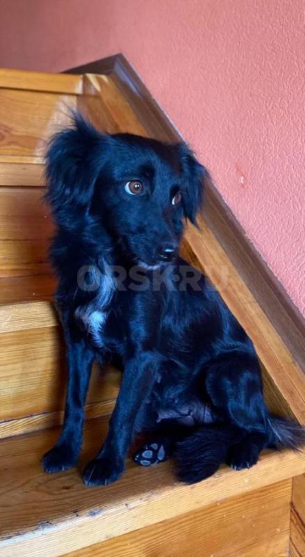 Отдам трех прекрасных щенков (остались мальчики) помесь породы (мама) Бордер-колли с корги, а (папа) - Орск