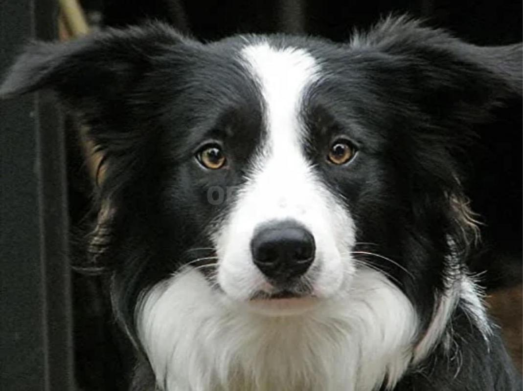 Отдам трех прекрасных щенков (остались мальчики) помесь породы (мама) Бордер-колли с корги, а (папа) - Орск