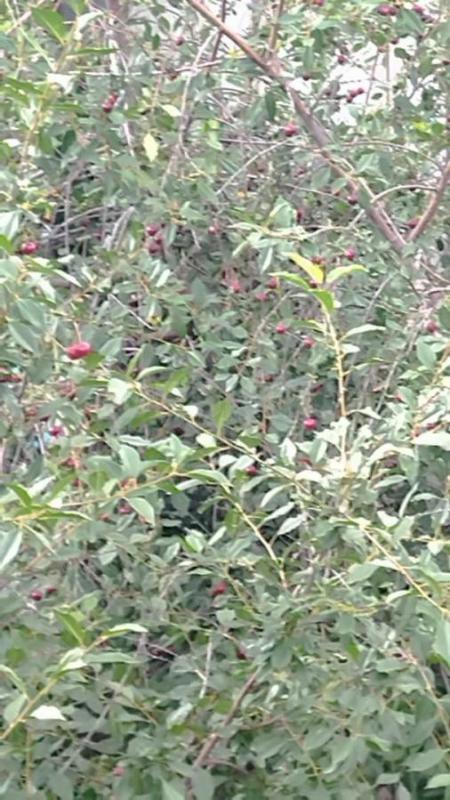 сад на 2 садовой снт 18 земля и дом в собственности. 5соток - Орск