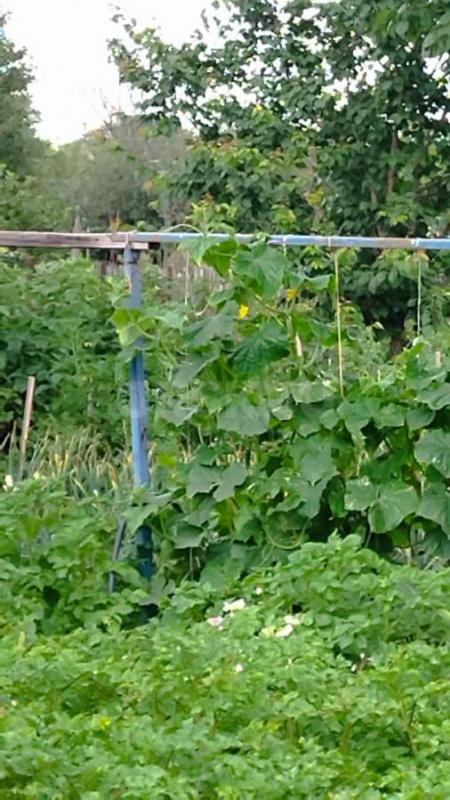 сад на 2 садовой снт 18 земля и дом в собственности. 5соток - Орск