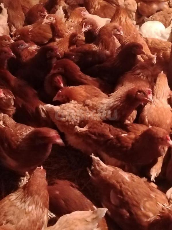 Куры несушки, несутся. - Орск