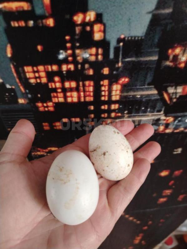 Куры несушки, несутся. - Орск