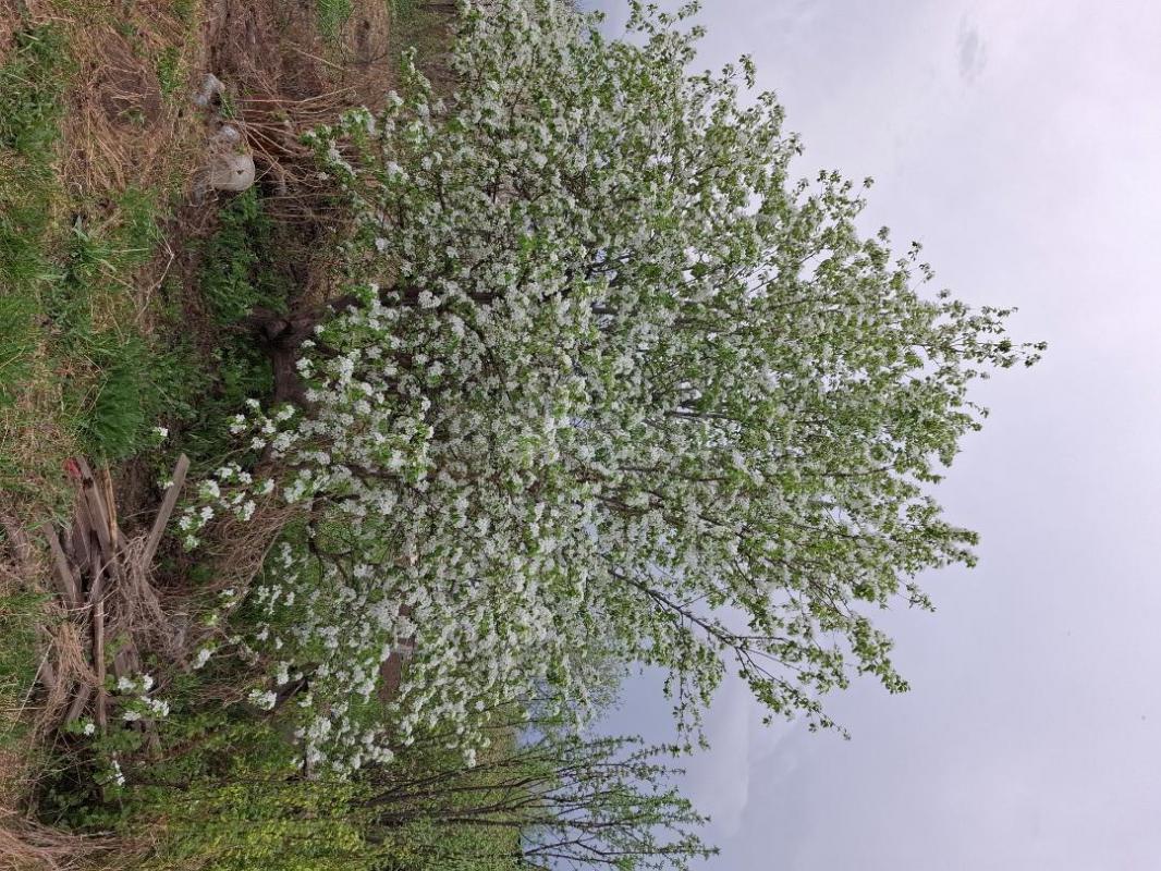 Сад на 1 садовой, домик, электричество,  2 мин тт остановки - Орск