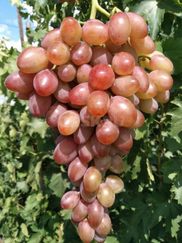Саженцы лучших сортов винограда ,проверенных в условиях г. - Орск