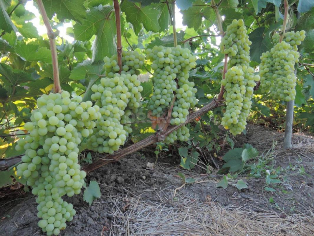 Саженцы лучших сортов винограда ,проверенных в условиях г. - Орск