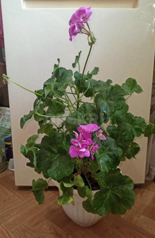 ПЕЛАРГОНИЯ цветущая, шикарные крупные цветки в соцветии розовые, высота 65 см с горшком. - Орск