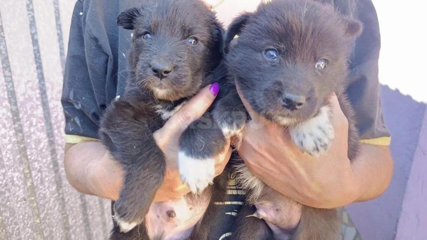 •	Продаются уникальные щенки волкособа. - Орск