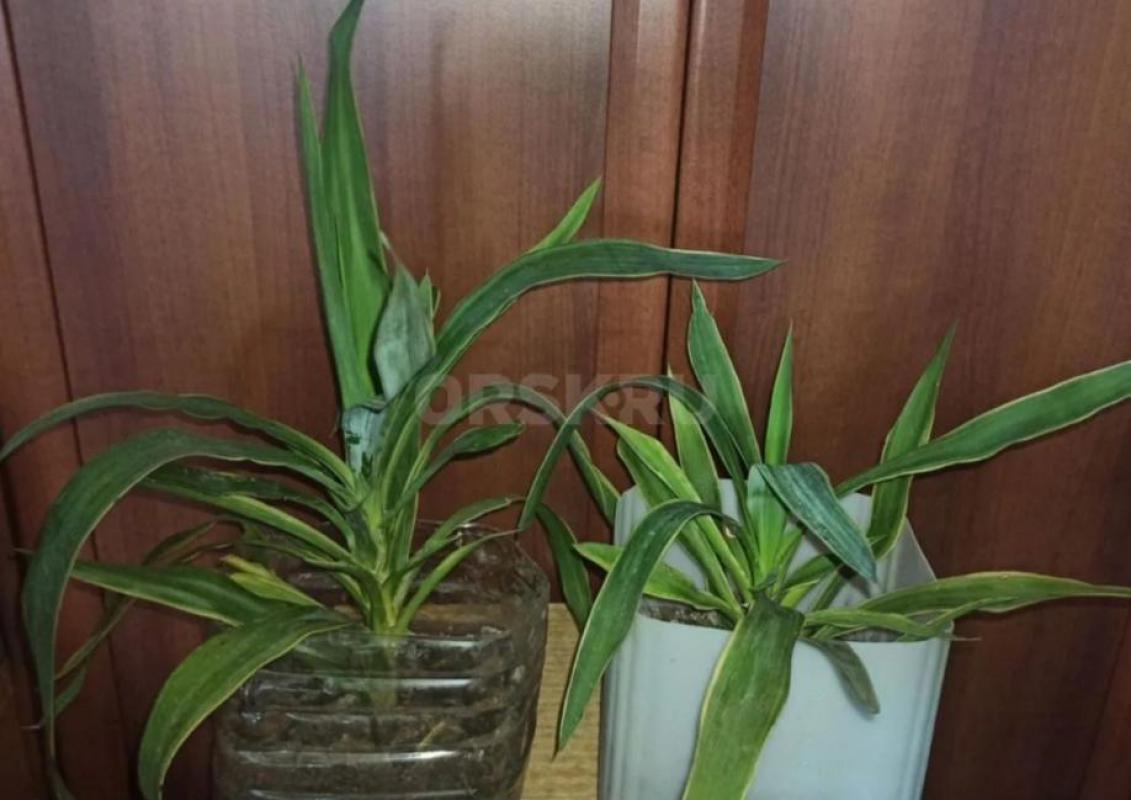 Юкка элефантис  (лист по краю имеет светлую окантовку)   В подарок себе и любимым! - Орск