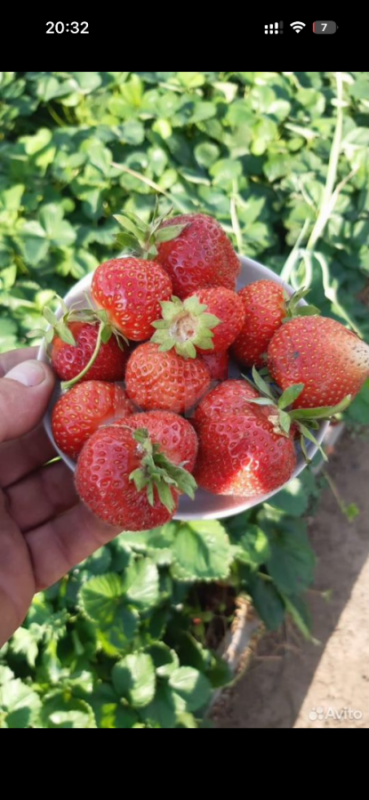 Продам участок в СНТ Горем-25 с кирпичным  домиком (проведен свет, есть место для парковки машины), - Орск