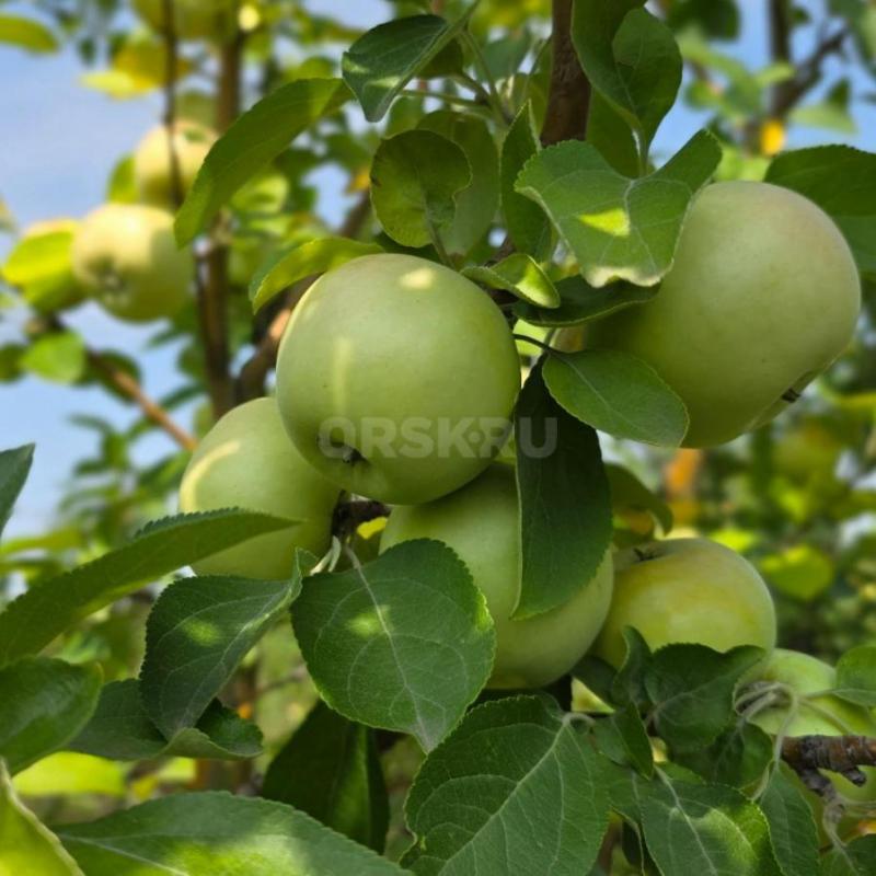 Саженцы яблони с закрытой корневой системой (ЗКС):
Аксёна
Беркутовское
Брусничное
Зарянка
Исетс - Орск