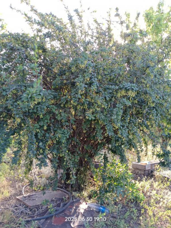 Продается садовый участок СНТ ОЗЖБК с. - Орск