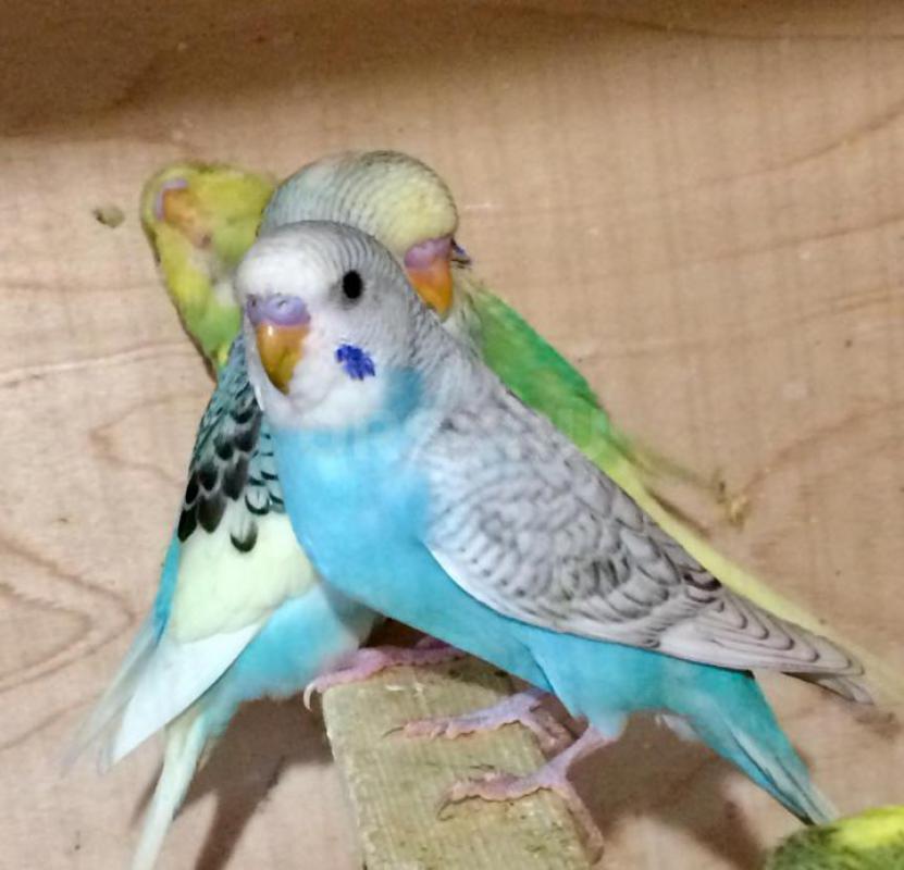 Продам молодых птенцов волнистых попугаев, местного разведения. - Орск