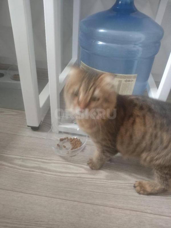 Пришла к дому кошечка. - Орск