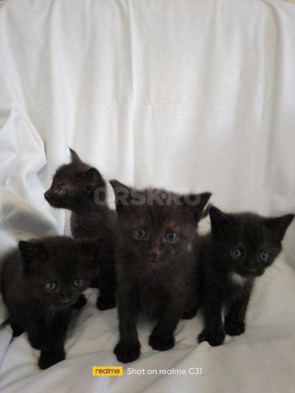 Маленькие,забавные,черные пантерки,2 мальчика и 2 девочки,ищут себе добрых,заботливых хозяев. - Орск