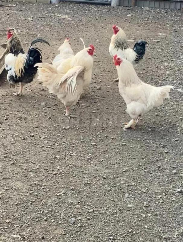 Продам петухов или поменяю на курочек молодок - Орск