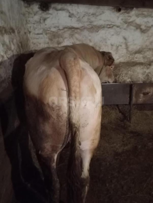 Продам быка (возраст 2 года, чистый симментал) на племя или мясо. - Орск