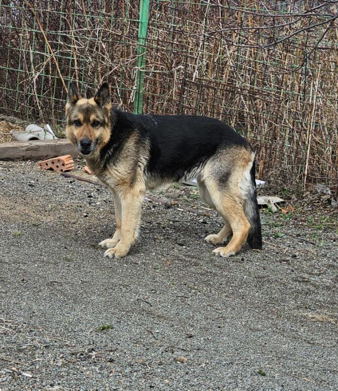 Немецкую овчарку отдам в хорошие руки. - Орск