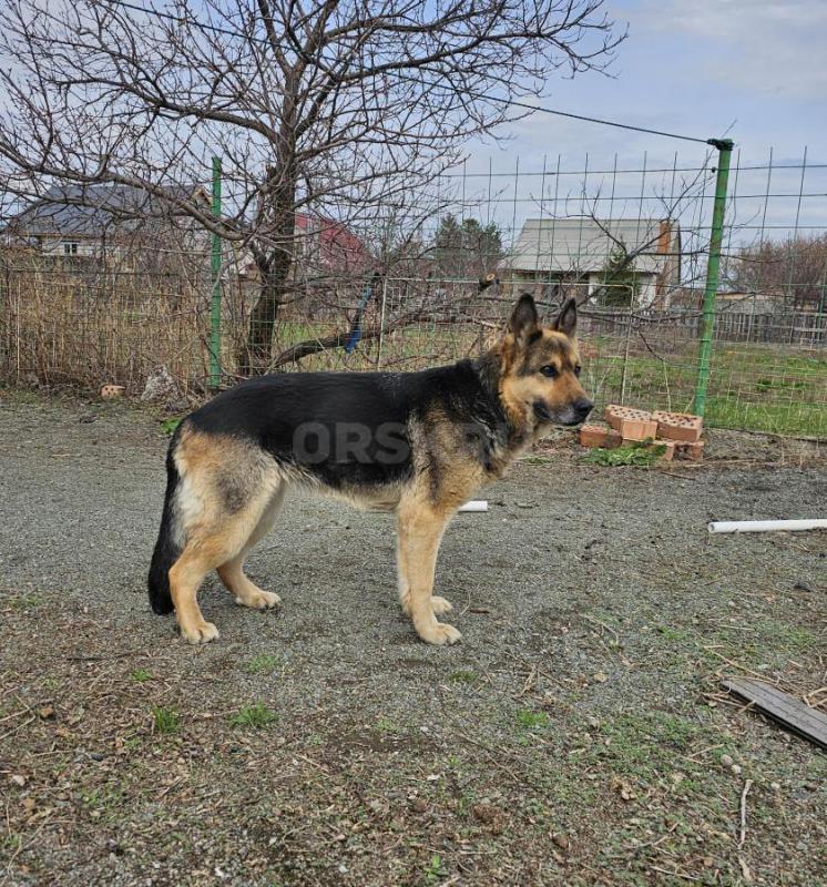 Немецкую овчарку отдам в хорошие руки. - Орск