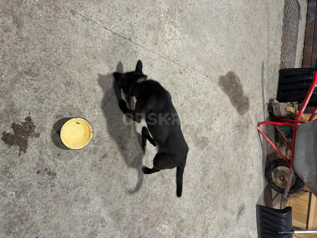 Отдам в хорошие руки щенков ! - Орск