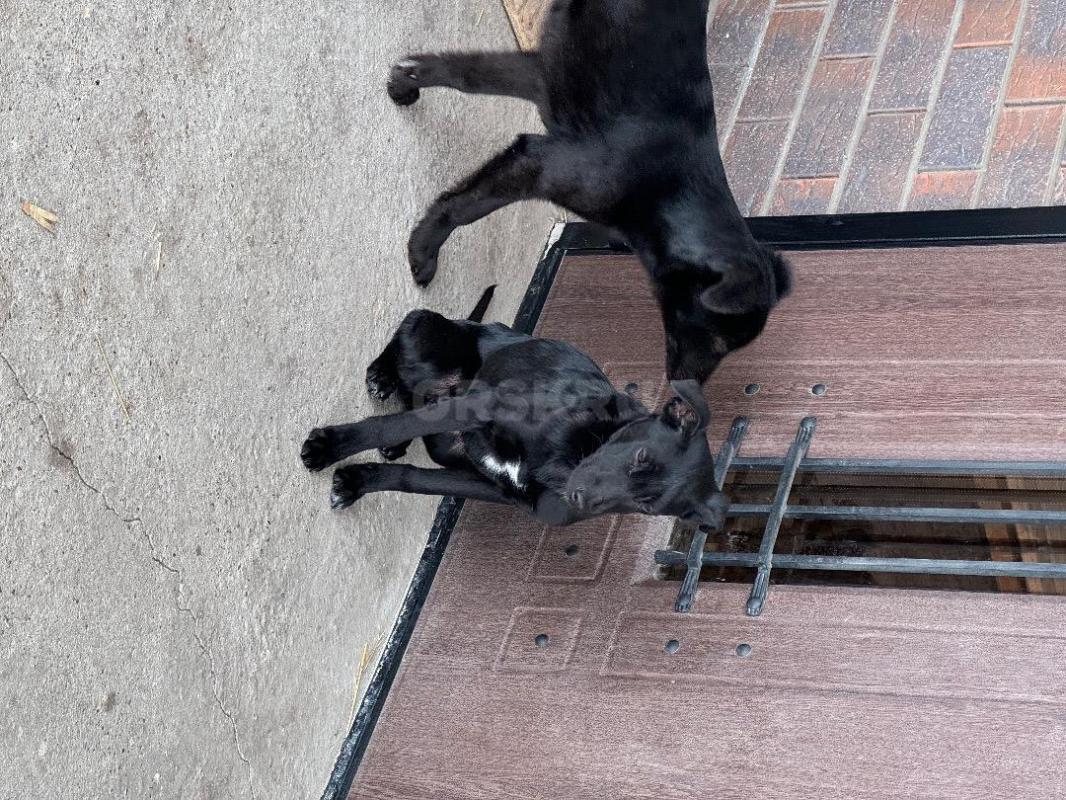 Отдам в хорошие руки щенков ! - Орск