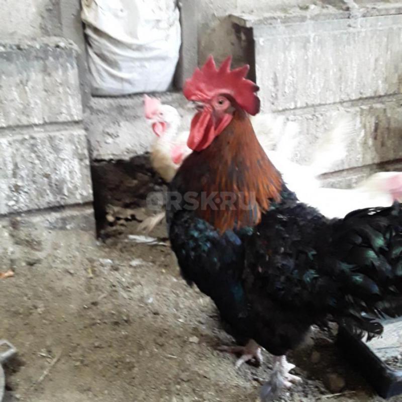 Продам петуха 10 месяцев. - Орск